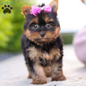 Lola, Yorkie Puppy
